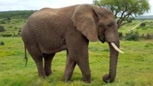 Elefant im Addo National Park