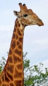 Giraffe im Addo Park