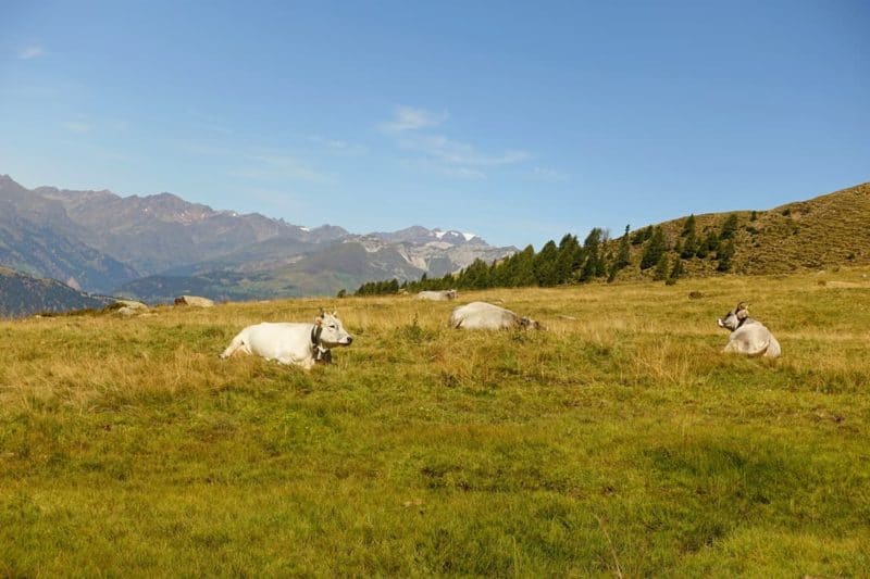 Kühe auf der Alm, Vinschgau