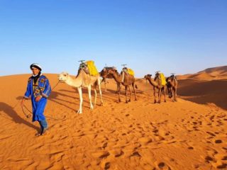 Marokko - Vorbereitung der Kamele am Morgen