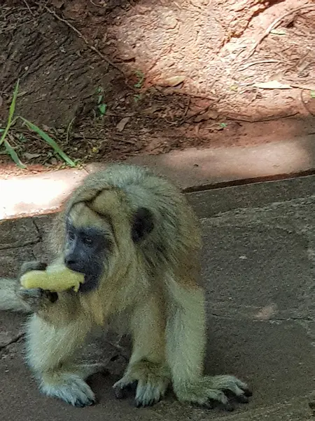 Ein Brüllaffe, Paraguay