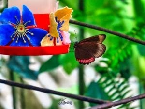 schmetterling9 schmetterling9