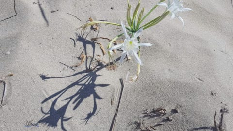 Eine Blume im Sand