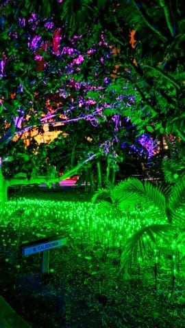 Grüne Lichter, Naturaleza encendida, Palmetum