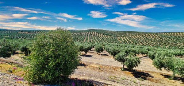 Endlose Olivenhaine Richtung Jaén