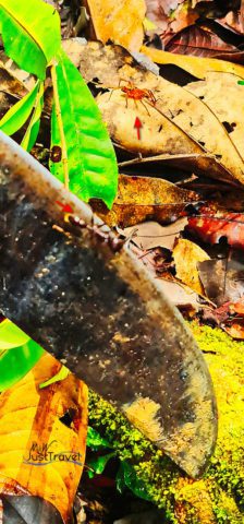 Bullet Ameisen, Amazonas