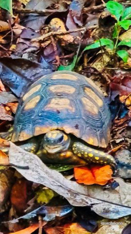 Schildkröte im Regenwald
