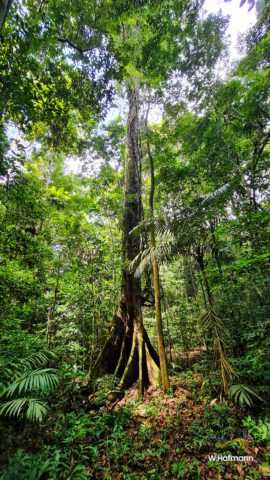 Gewaltige Bäume im Regenwald