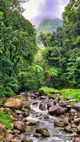 Blick in den Regenwald in Martinique