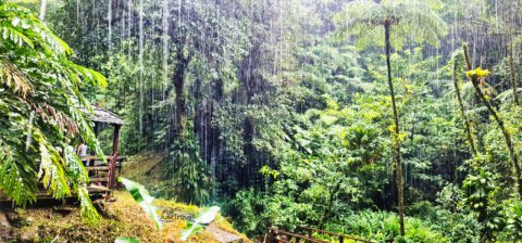 Regen im Regenwald