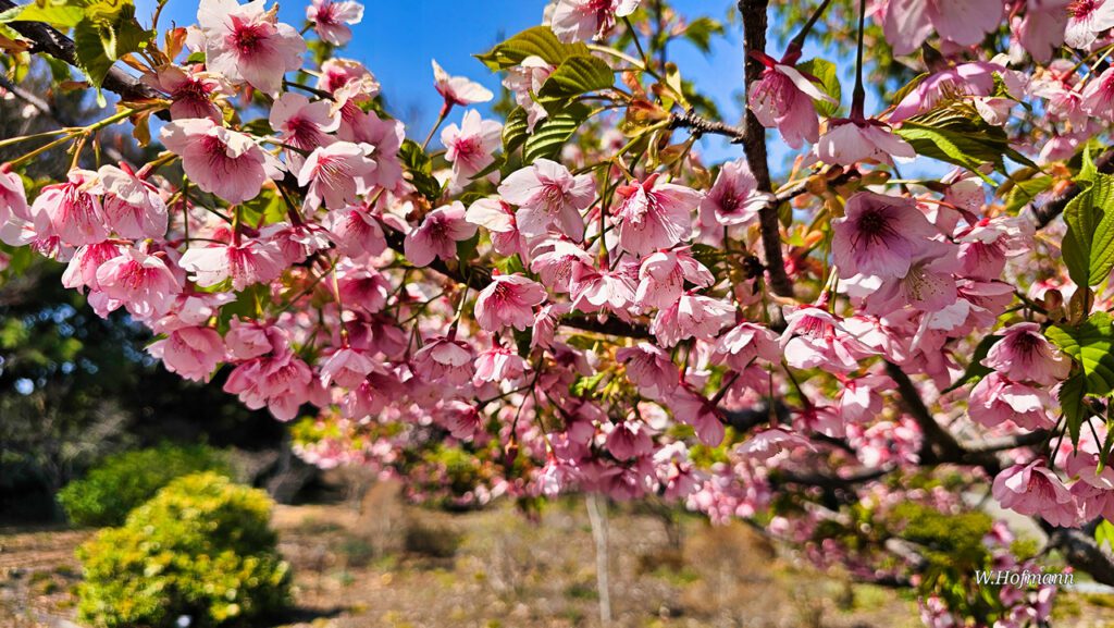 Hängende Japanische Nelkenkirsche,