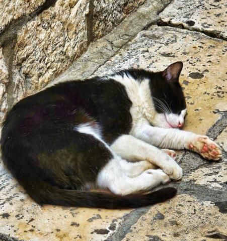 Katzen in Dubrovnik