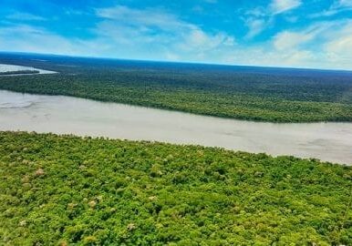 Der Urwald um den Iguazú Fluß