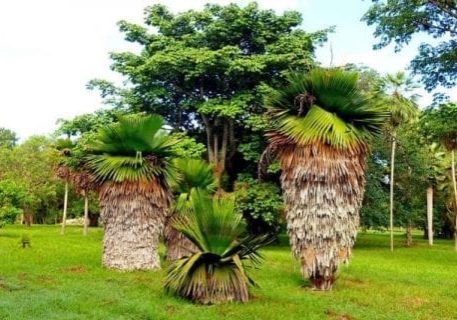 Botanischer Garten Cienfuego, Kuba