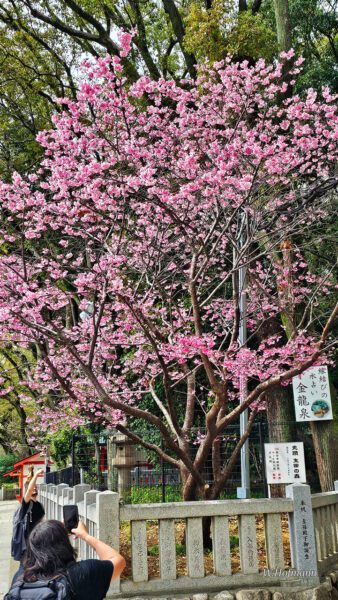 Rosa Kirschblüten, Japanisch Sakura